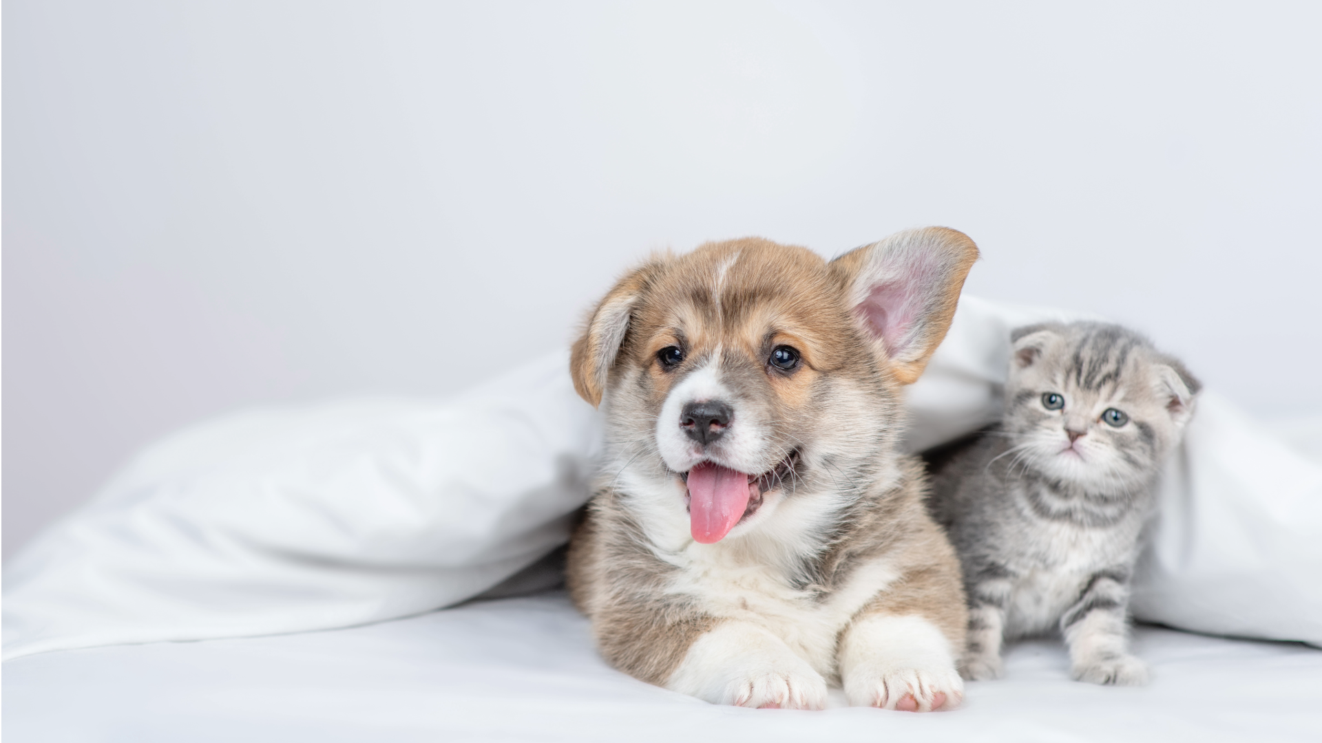 広く愛される動物医療機器の提供